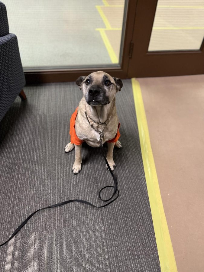 Sandy the Therapy Dog in the GSU Library
