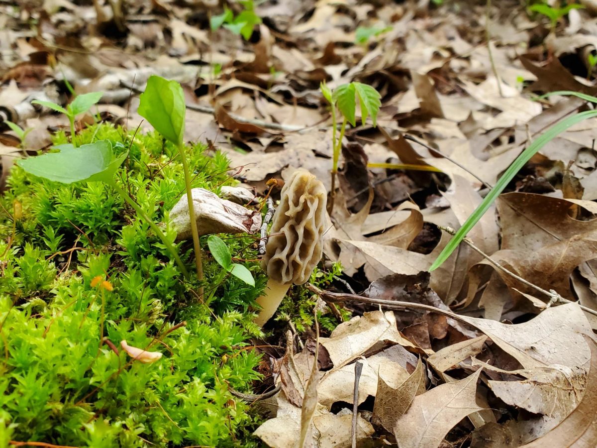 A morel mushroom growing from a forest floor in the spring.